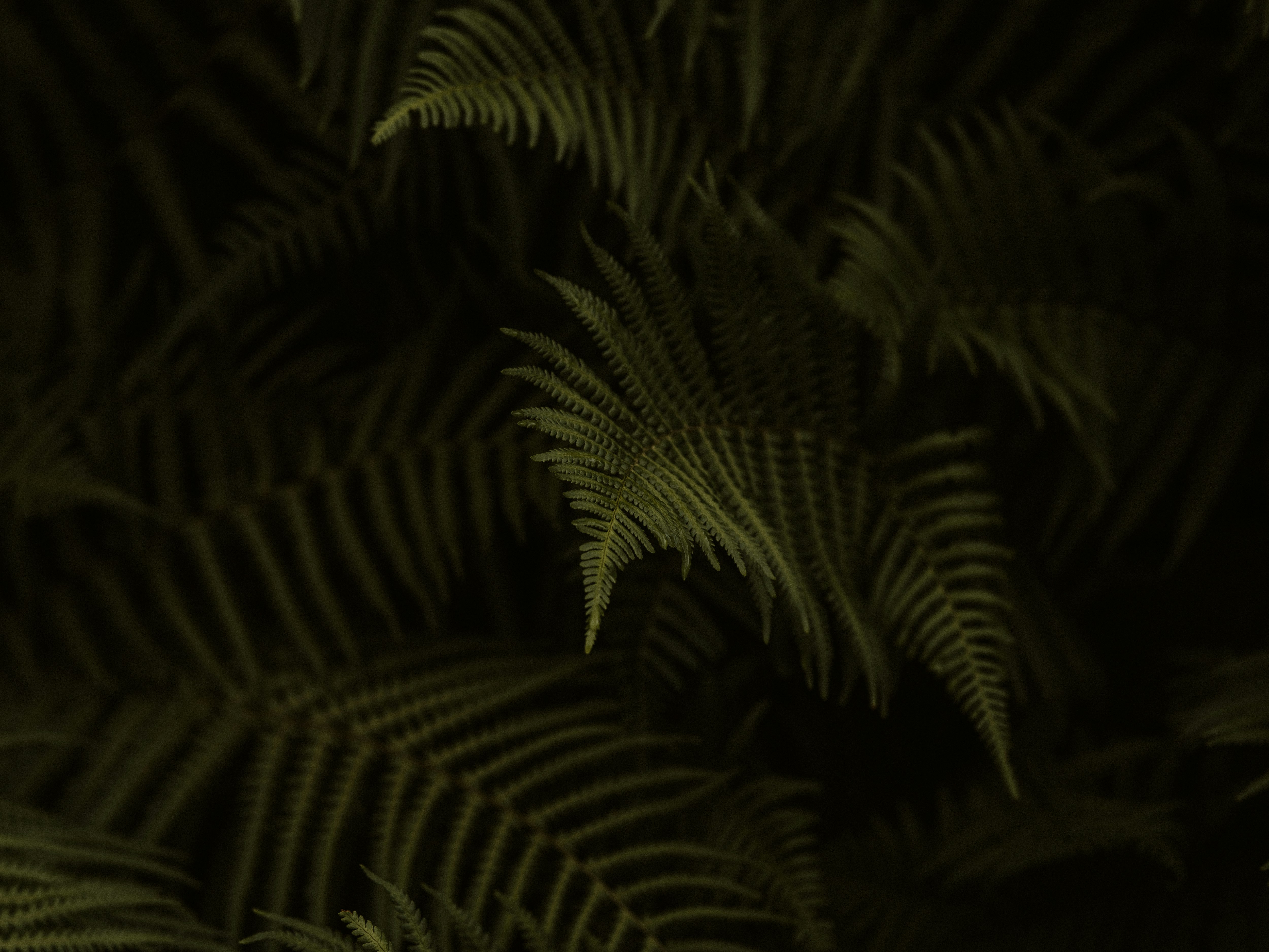 green fern plant in dark room